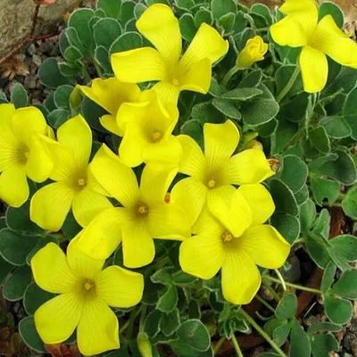 Zdjęcie produktu dla Oxalis - Szczawik Ken Aslet 3 szt. Cebulki Cebule Kwiatowe