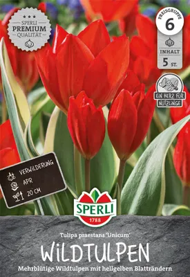 Artikelbild 2 von 'Wildtulpe Unicum (5 Stück)' aus der Kategorie Wildtulpe