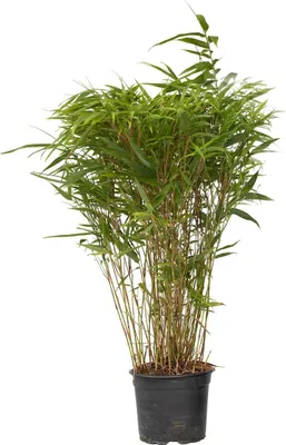 Produktbild von Bambus - Fargesia nitida 'Gansu' - Höhe 50-70cm - Topf 17cm