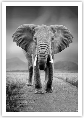 Produktbild von Poster - Poster ohne Rahmen - Elefant Wildnis Natur - 70x100 cm - Wand Bild - Wanddeko - Wandbilder - Kunstposter - Wandposter - Bilder - Kunstdruck - Wanddekoration - Wandbild - P2XPA70x100-4966