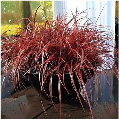 Produktbild von Stauden Gänge 5 x Uncinia rubra 'Everflame' im 1 Liter Topf - Mahagonigras - Ziergras mit leuchtender Flammenpracht - Blickfang - Winterhart