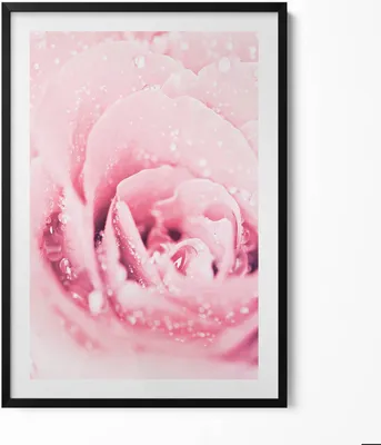 Produktbild von Zarte rosa Blume– Wandbild mit Rahmen – Gerahmtes Bild  – Wanddekoration – 70x100 cm –  Schwarz Rahmen