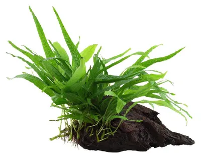 Produktbild von Aquarium Pflanze Microsorum pteropus 'Narrow' auf Wurzel Tropica Nr.008A YWS
