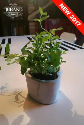 Image de Grande jardinière, bac à fleurs, pot de plantation en béton, modèle 2067