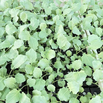 Produktbild von Kohlrabi weiss Jungpflanzen 12er Set Superschmelz