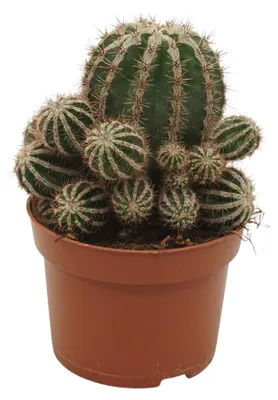 Obrázek produktu pro Farmářský kaktus - Echinopsis cv. haku-jo maru - 10,5cm květináč - pokojová rostlina nenáročná na péči