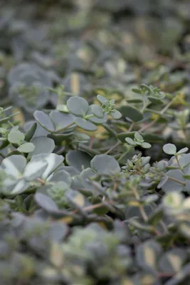 Produktbild von Sedum sieboldii, Oktoberle, rosa Blüten, ca. 9x9 cm Topf