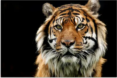 Produktbild von MuchoWow® Poster Tiger - Schwarz - Porträt 30x20 cm - Plakate - Print