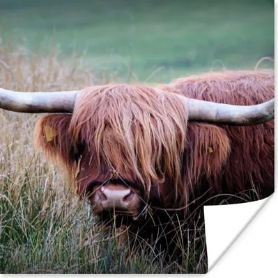 Produktbild von MuchoWow® Poster Schottischer Highlander - Hörner - Gras 100x100 cm - Babyzimmer