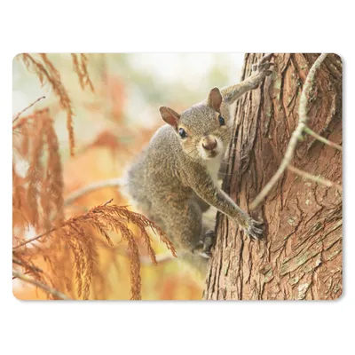 Produktbild von MuchoWow® Mauspad Mousepad Eichhörnchen - Baum - Herbst 40x30 cm - Mousepads - Maus Mat - Pad - Mausunterlage - Anti Rutsch
