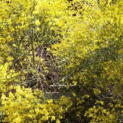 Immagine prodotto di 2 x ginestra d'avorio - Cytisus praecox | 40-60 cm in contenitore