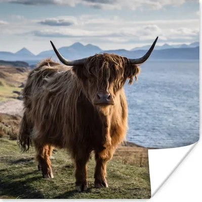 Produktbild von MuchoWow® Poster Schottische Highlander - Bergen - Meer 100x100 cm - Babyzimmer