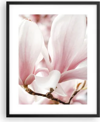 Produktbild von Gerahmtes Poster - Schwarzer Rahmen - Zweig Magnolie Blume - 40x50 cm - Wand Bild - Wanddeko - Wandbilder - Kunstposter - Wandposter - Bilderrahmen - Bilder - Kunstdruck - P2BPA40x50-4538