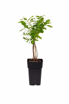 Produktbild von Sibirische Blaubeere „Wojtek“ ca. 60 cm – Honigbeere Lonicera caerulea – winterharte Beerenpflanze, süß-säuerliche Früchte, Garten & Kübel