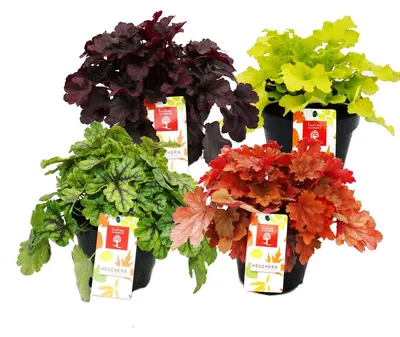Produktbild von Rustikaler Bodendecker – Heuchera-Mischung – Indian Summer – 4 große Pflanzen – violette Glockenblumen