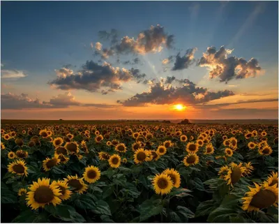 Produktbild von Wallario Poster - Sonnenblumenwiese vor Wolken mit Sonnenuntergang, Kunstdruck Größe: 40 x 50 cm