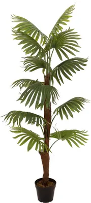Zdjęcie produktu dla EUROPALMS Palma wachlarzowa, sztuczna roślina, 155 cm (82509303)