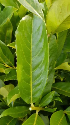 Image de Prunus laurocerasus 'Caucasica Fontanettes' / Laurier palme