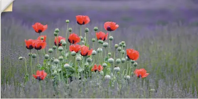 Produktbild von ARTland Wandbild, selbstklebend Lavendelfarm in Sequim - Mohnblumen Größe: 40x20 cm