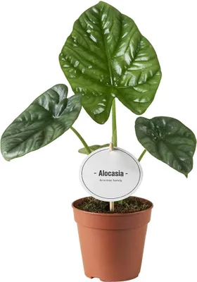 Produktbild von Elefantenohr Alocasia Lukiwan – Zimmerpflanze – Ø12cm – 20cm hoch – Tropisch & kompakt – Markante Blattstruktur