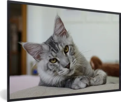 Produktbild von MuchoWow® MuchoWow® Gerahmtes Poster Eine liegende graue Maine Coon Katze 60x40 cm - Poster mit zchwarzem Bilderrahmen - Printing - Wanddeko Schlafzimmer