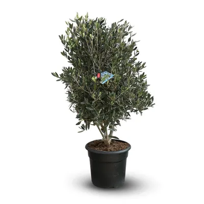 Image de Olivier europaea avec mini bouteille d’huile d’olive - arbuste méditerranéen - ↕ 90-100 cm - ⌀ 28 cm - plante d'extérieur
