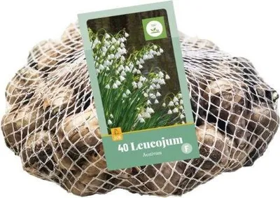 Produktbild von Leucojum aestivum JUB, 40 Zwiebeln