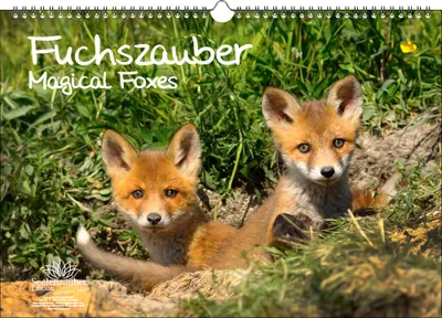 Produktbild von Fuchszauber DIN A3 Immerwährender Kalender Fuchs und Füchse - Seelenzauber