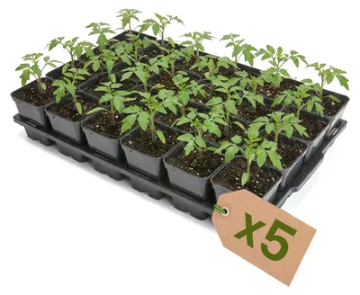 Produktbild von Garronda 5 Stück Anzuchttray Pflanzenträger für Kulturtöpfe für Gewächshaus (Anzuchttray mit 24 x 0,5 L abgerundeten Töpfen) GD-KW-T
