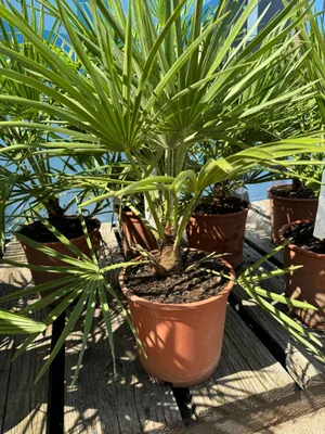Obrázok produktu pre Chamaerops Humilis - Trpasličia palma - Stálezelená odolná palma - výška 60 cm vrátane kvetináča