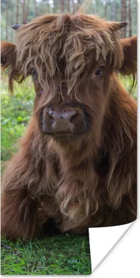 Produktbild von MuchoWow® Poster Schottischer Highlander - Kröte - Tiere 60x120 cm - Wandschmuck