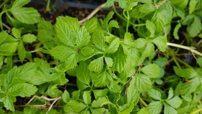 Image de Gynostemma pentaphyllum / Herbe de l'immortalité