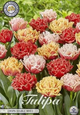 Artikelbild 2 von 'Tulpe Crispa Double Mixed (premium) (10 Stück)' aus der Kategorie Blumenzwiebeln
