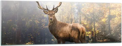 Produktbild von Bilder auf glas - Einteilig - Licht Hirsch Wald - 160x50cm - Glasbilder - Wandbilder - Bilder - zum Aufhängen bereit - Wanddekoration aus Glas - Glas Bilder - Wandbild auf Glas - GAB160x50-4452