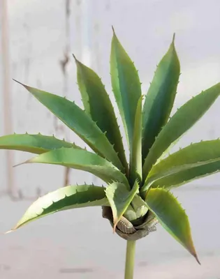 Produktbild von artplants.de Künstliche Agave UNATHI auf Steckstab, grün, 25cm, Ø28cm - Kunst Agave