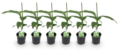 Immagine prodotto di Pianta di banana Musa Basjoo, resistente al freddo, diametro 12 cm, altezza 30 cm