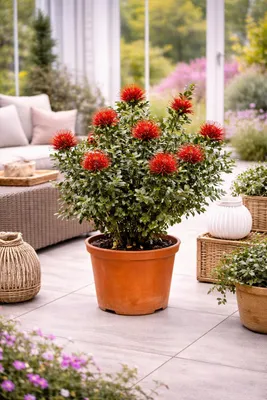 Produktbild von Rarität Metrosideros excelsa 40–60 cm Neuseeländischer Weihnachtsbaum Südseemyrte exotische Kübelpflanze Eisenholzbaum