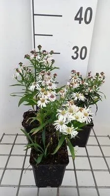 Produktbild von 6 x  Aster dum. 'Kristina' - Herbstaster - Topf 9 x 9 cm