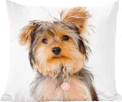 Produktbild von MuchoWow® Zierkissen Sofakissen Wohnzimmer Dekokissen 50x50 cm Porträt eines Yorkshire-Terriers - Komfort - Sofakissen
