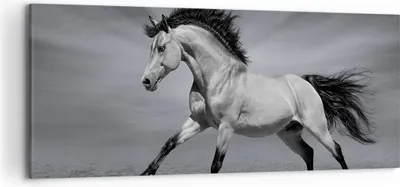 Produktbild von Bild auf Leinwand - Leinwandbild - Pferd Tier Natur - 120x50cm - Wand Bild - Wanddeko - Wandbilder - Leinwanddruck - Bilder - Kunstdruck - Wanddekoration - Leinwand bilder - Wandkunst - AB120x50-3608
