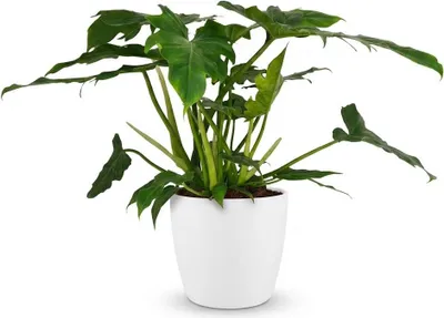 Obrázok produktu pre Philodendron Lacerum Baumfreund, 65 cm, izbová rastlina s hlboko rozrezanými