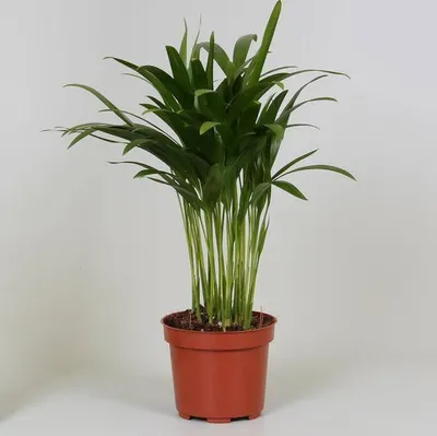 Produktbild von Goldfruchtpalme Areca Dypsis Ø12cm 35cm Tropische Zimmerpflanze Pflegeleicht