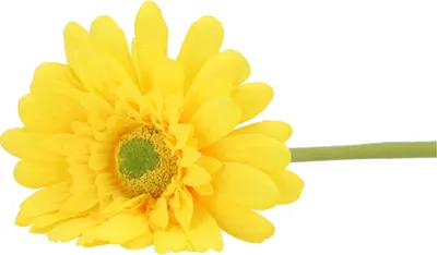 Produktbild von Kunstliche Gerbera-Blume - 72 cm - gelb - Real Touch - kunstliche Seidenblumen