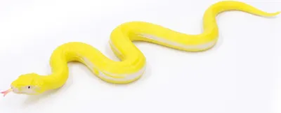 Obrázok produktu pre Had z mäkkej gumy 60 cm
