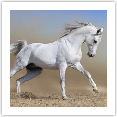 Produktbild von Poster - Poster ohne Rahmen - Pferd weiß Tier - 50x50 cm - Wand Bild - Wanddeko - Wandbilder - Kunstposter - Wandposter - Bilder - Kunstdruck - Wanddekoration - Wandbild - P2XAC50x50-0167