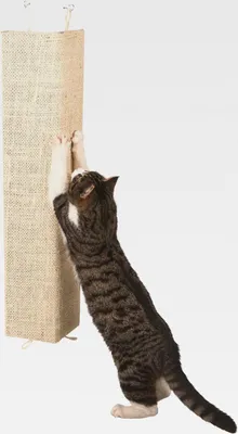 Produktbild von Kratzbrett Kevin, Krallenbrett, beige, 80x28cm, Holz, Sisal, Katzen, mit Fleece bezogene Rückwand