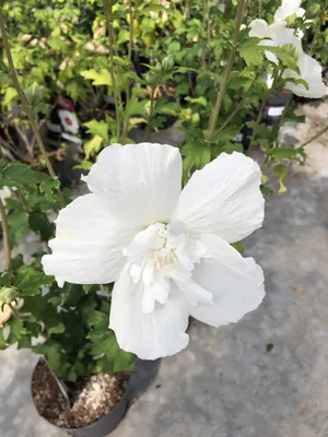Obrázok produktu pre Hibiscus syriacus 'White Chiffon - záhradný ibištek, trvalka ruža 40-60 cm nádoba