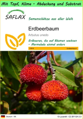 Produktbild von SAFLAX Garden to go - Erdbeerbaum - Arbutus unedo - 50 Samen - Mit Topf, Klima - Deckel und Anzuchtsubstrat
