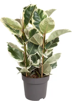 Produktbild von Ficus Elastica Tineke – 100 cm hoch – Ø27 cm – Bunte Gummibaum-Zimmerpflanze – Luftreinigend & pflegeleicht – Tropische Deko für Wohn- und Büroräume