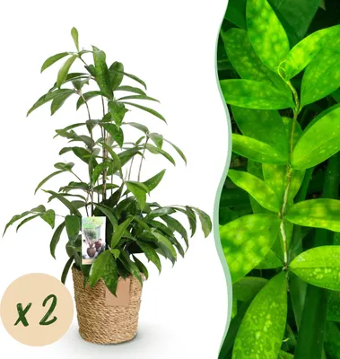 Image de Dracaena surculosa - Dragonnier - Peu d'entretien - avec panier - Vert - 2 Plantes - 60-70cm - Ø17cm - Plante d'intérieur - Vert persistant